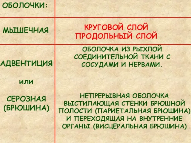 МЫШЕЧНАЯ АДВЕНТИЦИЯ или СЕРОЗНАЯ (БРЮШИНА) ОБОЛОЧКИ: КРУГОВОЙ СЛОЙ ПРОДОЛЬНЫЙ СЛОЙ ОБОЛОЧКА