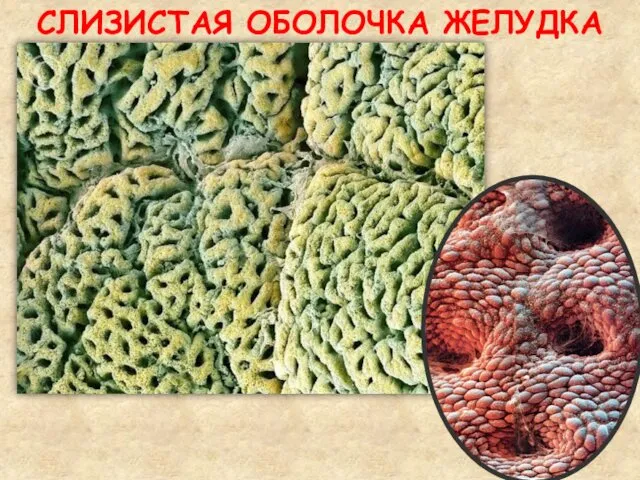 СЛИЗИСТАЯ ОБОЛОЧКА ЖЕЛУДКА