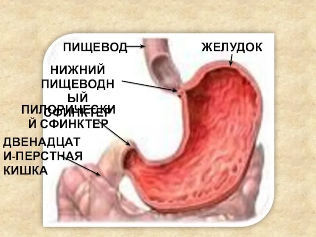 НИЖНИЙ ПИЩЕВОДНЫЙ СФИНКТЕР ЖЕЛУДОК ПИЩЕВОД ДВЕНАДЦАТИ-ПЕРСТНАЯ КИШКА ПИЛОРИЧЕСКИЙ СФИНКТЕР