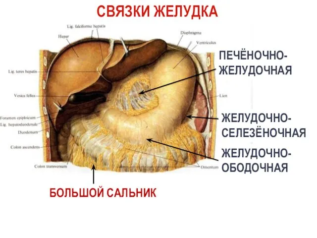 СВЯЗКИ ЖЕЛУДКА ПЕЧЁНОЧНО-ЖЕЛУДОЧНАЯ ЖЕЛУДОЧНО-СЕЛЕЗЁНОЧНАЯ ЖЕЛУДОЧНО-ОБОДОЧНАЯ БОЛЬШОЙ САЛЬНИК