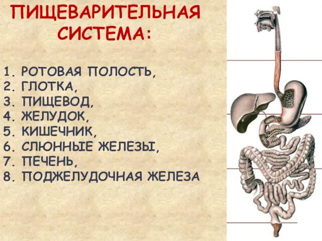 ПИЩЕВАРИТЕЛЬНАЯ СИСТЕМА: 1. РОТОВАЯ ПОЛОСТЬ, 2. ГЛОТКА, 3. ПИЩЕВОД, 4. ЖЕЛУДОК,