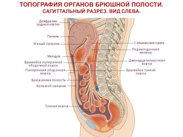 ТОПОГРАФИЯ ОРГАНОВ БРЮШНОЙ ПОЛОСТИ. САГИТТАЛЬНЫЙ РАЗРЕЗ. ВИД СЛЕВА.