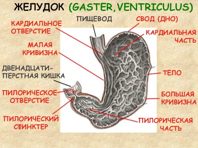 ЖЕЛУДОК (GASTER,VENTRICULUS) МАЛАЯ КРИВИЗНА БОЛЬШАЯ КРИВИЗНА КАРДИАЛЬНОЕ ОТВЕРСТИЕ ПИЩЕВОД КАРДИАЛЬНАЯ ЧАСТЬ