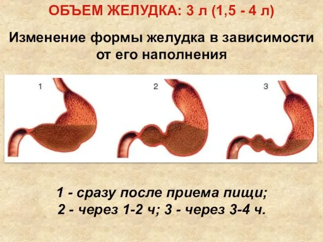 1 - сразу после приема пищи; 2 - через 1-2 ч;