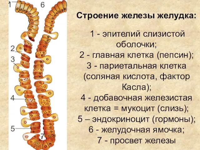 соединительнотканной основы и плоского эпителия - Строение железы желудка: 1 -