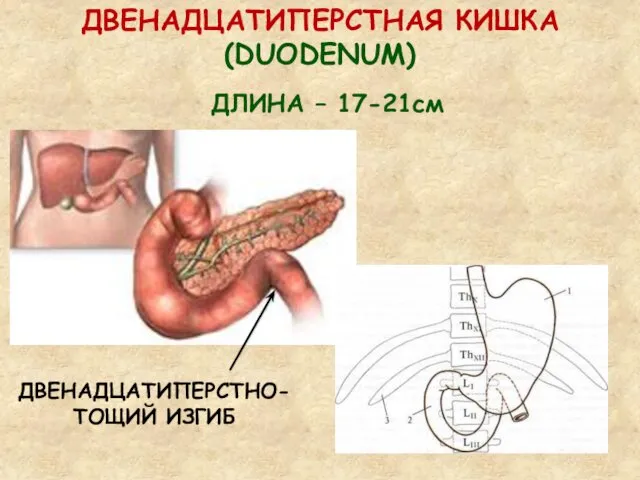 ДВЕНАДЦАТИПЕРСТНАЯ КИШКА (DUODENUM) ДЛИНА – 17-21см ДВЕНАДЦАТИПЕРСТНО- ТОЩИЙ ИЗГИБ