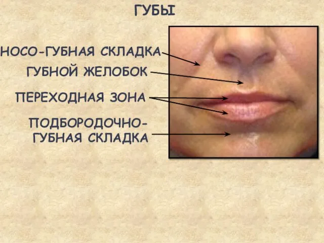 ГУБЫ ПЕРЕХОДНАЯ ЗОНА ГУБНОЙ ЖЕЛОБОК НОСО-ГУБНАЯ СКЛАДКА ПОДБОРОДОЧНО- ГУБНАЯ СКЛАДКА