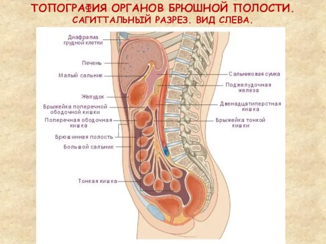 ТОПОГРАФИЯ ОРГАНОВ БРЮШНОЙ ПОЛОСТИ. САГИТТАЛЬНЫЙ РАЗРЕЗ. ВИД СЛЕВА.