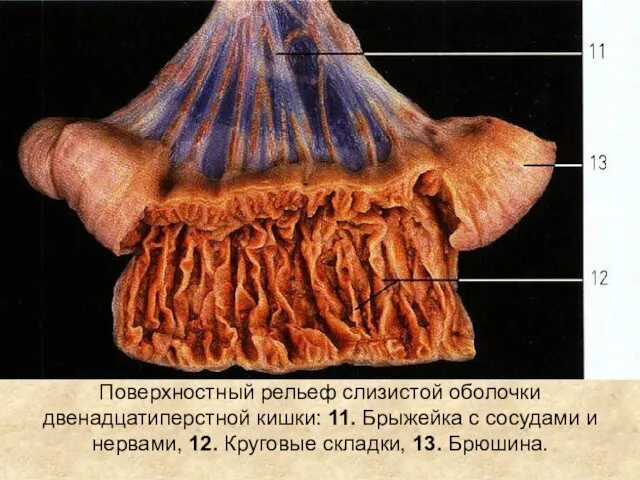 Поверхностный рельеф слизистой оболочки двенадцатиперстной кишки: 11. Брыжейка с сосудами и