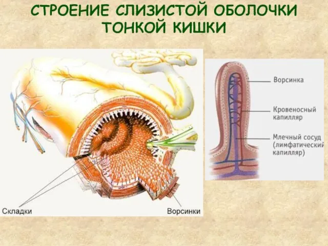 СТРОЕНИЕ СЛИЗИСТОЙ ОБОЛОЧКИ ТОНКОЙ КИШКИ