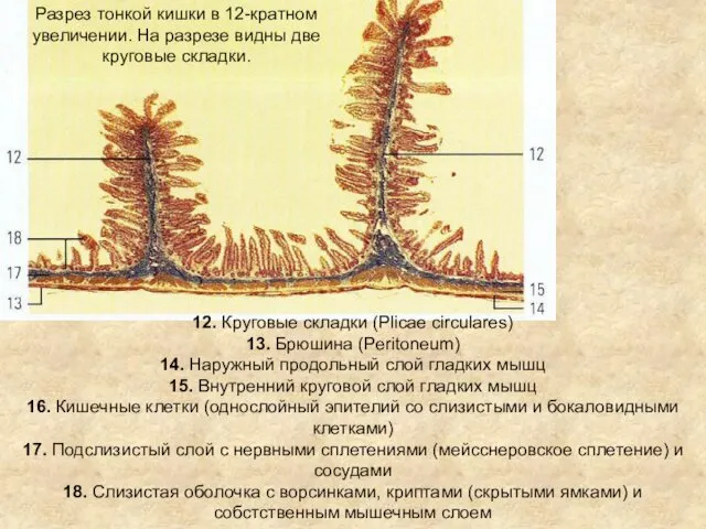 12. Круговые складки (Plicae circulares) 13. Брюшина (Peritoneum) 14. Наружный продольный