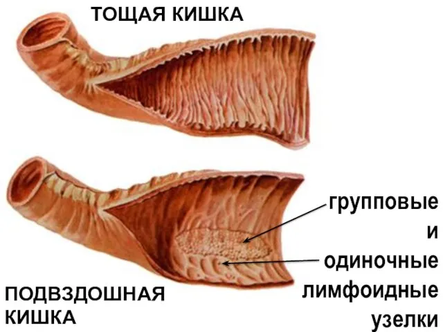 ТОЩАЯ КИШКА ПОДВЗДОШНАЯ КИШКА групповые и одиночные лимфоидные узелки