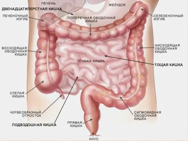 ДВЕНАДЦАТИПЕРСТНАЯ КИШКА ТОЩАЯ КИШКА ПОДВЗДОШНАЯ КИШКА
