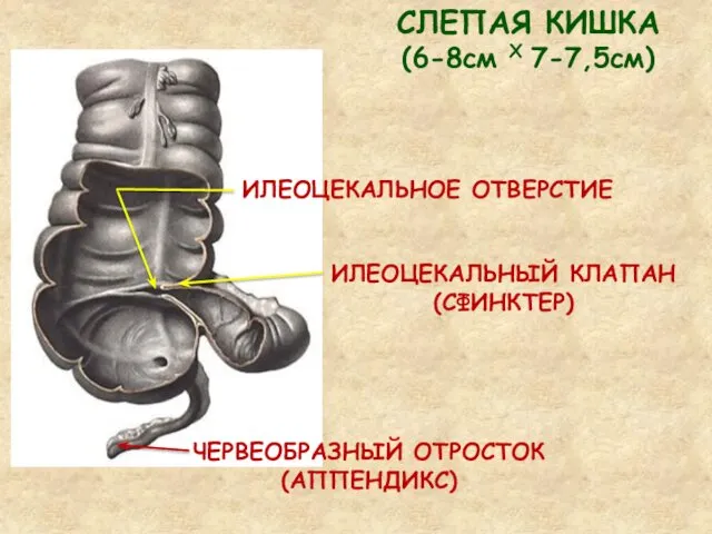 СЛЕПАЯ КИШКА (6-8см Х 7-7,5см) ЧЕРВЕОБРАЗНЫЙ ОТРОСТОК (АППЕНДИКС) ИЛЕОЦЕКАЛЬНОЕ ОТВЕРСТИЕ ИЛЕОЦЕКАЛЬНЫЙ КЛАПАН (СФИНКТЕР)