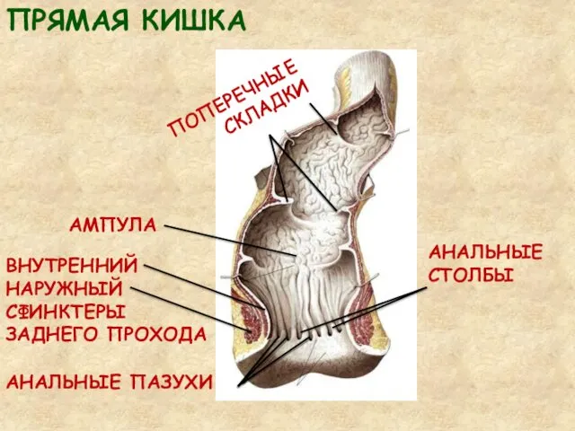 ПРЯМАЯ КИШКА АМПУЛА ПОПЕРЕЧНЫЕ СКЛАДКИ АНАЛЬНЫЕ ПАЗУХИ АНАЛЬНЫЕ СТОЛБЫ ВНУТРЕННИЙ НАРУЖНЫЙ СФИНКТЕРЫ ЗАДНЕГО ПРОХОДА