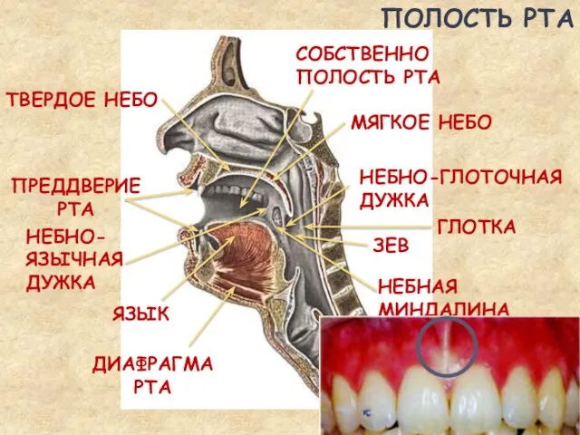 ПОЛОСТЬ РТА ТВЕРДОЕ НЕБО СОБСТВЕННО ПОЛОСТЬ РТА ПРЕДДВЕРИЕ РТА МЯГКОЕ НЕБО