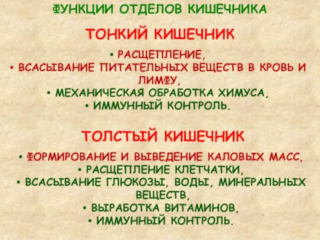 ФУНКЦИИ ОТДЕЛОВ КИШЕЧНИКА ТОЛСТЫЙ КИШЕЧНИК ФОРМИРОВАНИЕ И ВЫВЕДЕНИЕ КАЛОВЫХ МАСС, РАСЩЕПЛЕНИЕ