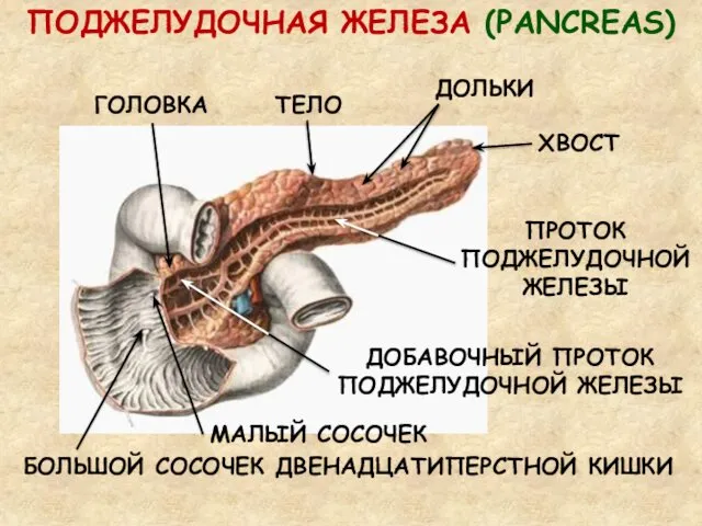 ПОДЖЕЛУДОЧНАЯ ЖЕЛЕЗА (PANCREAS) ГОЛОВКА ТЕЛО ХВОСТ МАЛЫЙ СОСОЧЕК БОЛЬШОЙ СОСОЧЕК ДВЕНАДЦАТИПЕРСТНОЙ