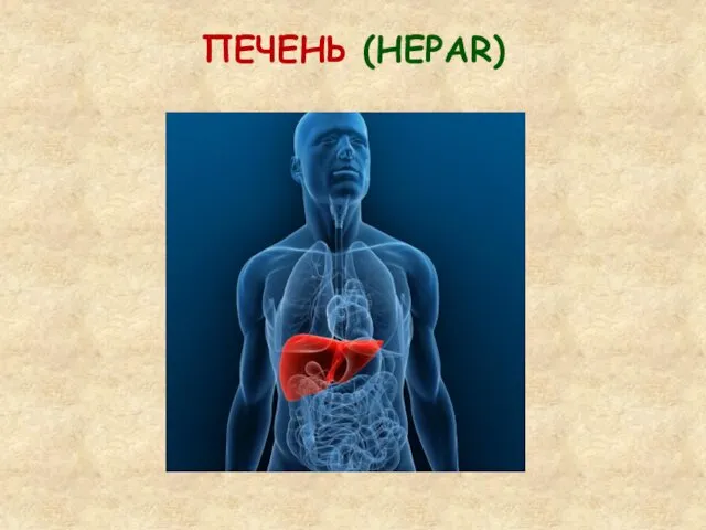 ПЕЧЕНЬ (HEPAR)