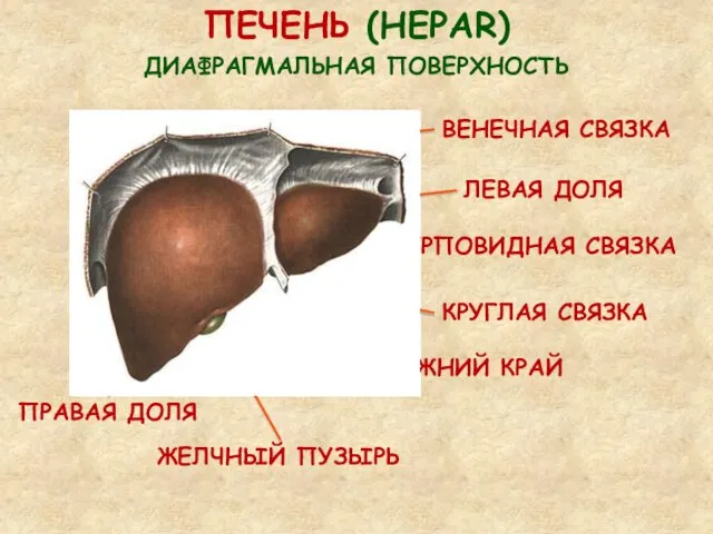 ПЕЧЕНЬ (HEPAR) ДИАФРАГМАЛЬНАЯ ПОВЕРХНОСТЬ СЕРПОВИДНАЯ СВЯЗКА ВЕНЕЧНАЯ СВЯЗКА ЛЕВАЯ ДОЛЯ ПРАВАЯ