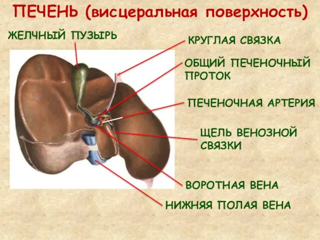 ПЕЧЕНЬ (висцеральная поверхность) ЩЕЛЬ ВЕНОЗНОЙ СВЯЗКИ ЖЕЛЧНЫЙ ПУЗЫРЬ НИЖНЯЯ ПОЛАЯ ВЕНА