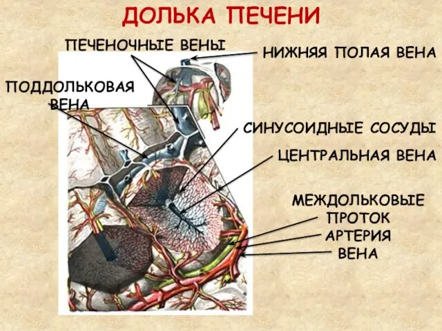 ДОЛЬКА ПЕЧЕНИ МЕЖДОЛЬКОВЫЕ ПРОТОК АРТЕРИЯ ВЕНА ПЕЧЕНОЧНЫЕ ВЕНЫ ЦЕНТРАЛЬНАЯ ВЕНА СИНУСОИДНЫЕ