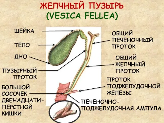 ЖЕЛЧНЫЙ ПУЗЫРЬ (VESICA FELLEA) ДНО ТЕЛО ШЕЙКА ПУЗЫРНЫЙ ПРОТОК ОБЩИЙ ПЕЧЕНОЧНЫЙ