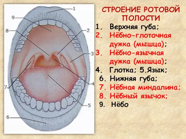 Верхняя губа; Нёбно-глоточная дужка (мышца); Нёбно-язычная дужка (мышца); Глотка; 5.Язык; 6.