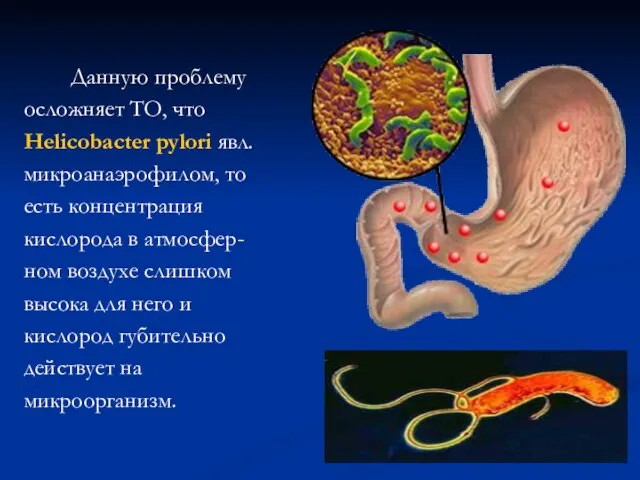 Данную проблему осложняет ТО, что Helicobacter pylori явл. микроанаэрофилом, то есть