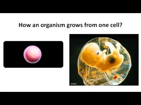 How an organism grows from one cell?