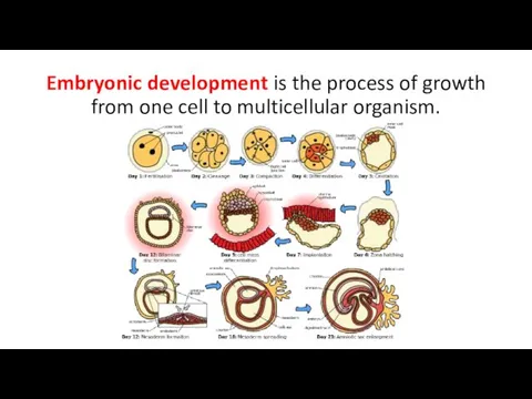 Embryonic development is the process of growth from one cell to multicellular organism.