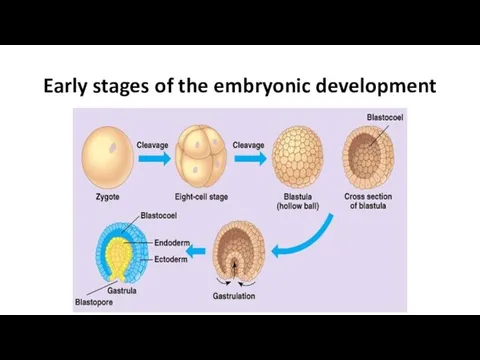 Early stages of the embryonic development