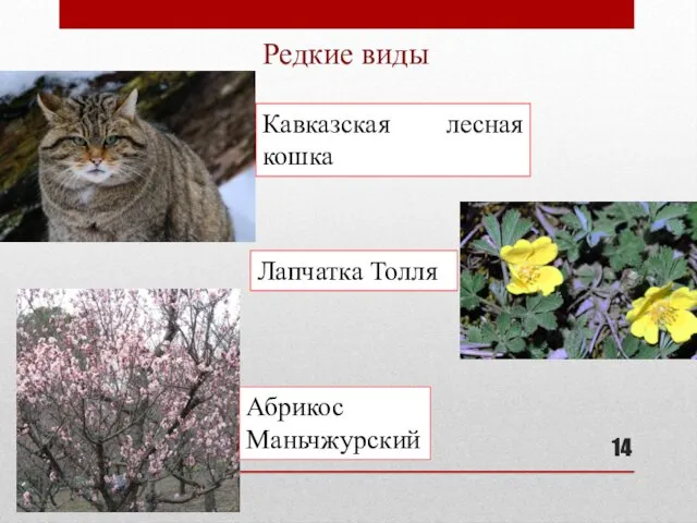 Редкие виды Кавказская лесная кошка Лапчатка Толля Абрикос Маньчжурский