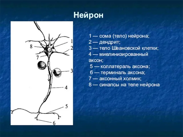 Нейрон 1 — сома (тело) нейрона; 2 — дендрит; 3 —