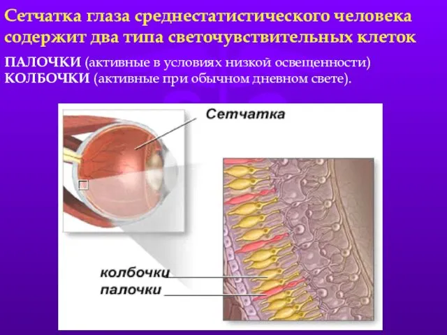 Сетчатка глаза среднестатистического человека содержит два типа светочувствительных клеток ПАЛОЧКИ (активные