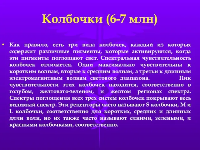 Колбочки (6-7 млн) Как правило, есть три вида колбочек, каждый из