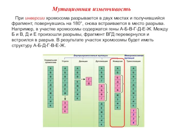 При инверсии хромосома разрывается в двух местах и получившийся фрагмент, повернувшись