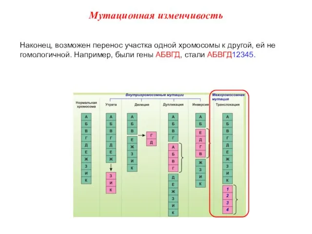 Наконец, возможен перенос участка одной хромосомы к другой, ей не гомологичной.