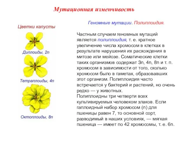 Геномные мутации. Полиплоидия. Частным случаем геномных мутаций является полиплоидия, т. е.