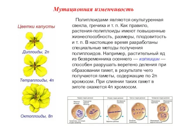 Полиплоидами являются окультуренная свекла, гречиха и т. п. Как правило, растения-полиплоиды