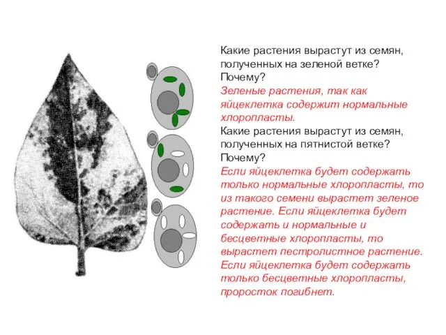 Какие растения вырастут из семян, полученных на зеленой ветке? Почему? Зеленые