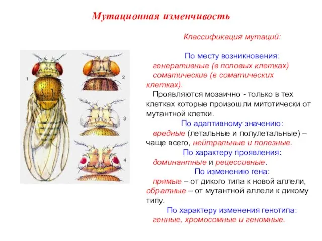 Классификация мутаций: По месту возникновения: генеративные (в половых клетках) соматические (в