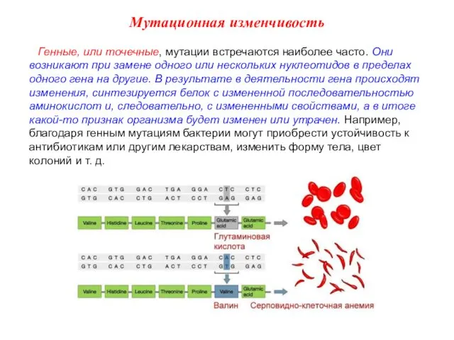 Генные, или точечные, мутации встречаются наиболее часто. Они возникают при замене