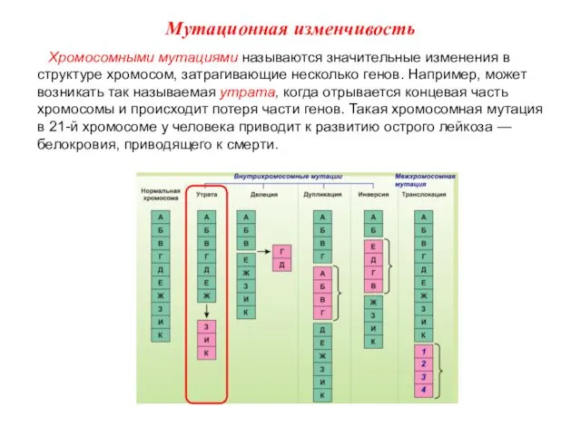 Хромосомными мутациями называются значительные изменения в структуре хромосом, затрагивающие несколько генов.