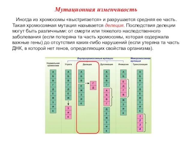 Иногда из хромосомы «выстригается» и разрушается средняя ее часть. Такая хромосомная