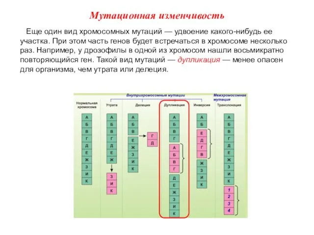 Еще один вид хромосомных мутаций — удвоение какого-нибудь ее участка. При