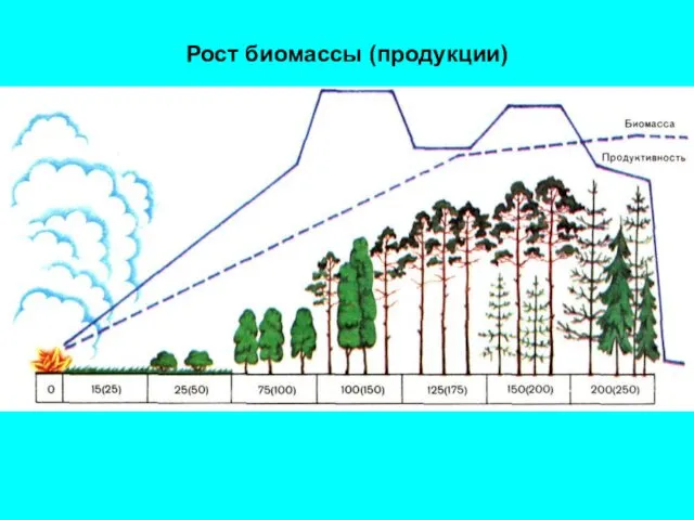 Рост биомассы (продукции)