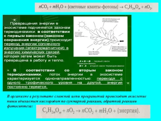 В организме в результате сложной цепи превращений происходит окисление пищи вдыхаемым