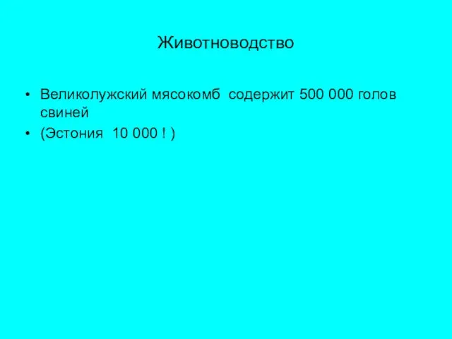 Животноводство Великолужский мясокомб содержит 500 000 голов свиней (Эстония 10 000 ! )