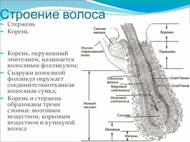 Строение волоса Стержень Корень Корень, окруженный эпителием, называется волосяным фолликулом; Снаружи